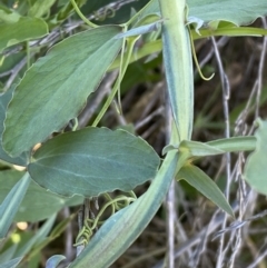 Lathyrus sp. at Queanbeyan East, NSW - 20 Aug 2022 04:17 PM