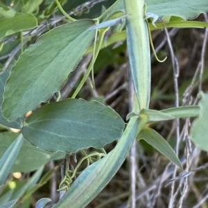 Lathyrus sp. at Queanbeyan East, NSW - 20 Aug 2022