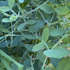 Lathyrus sp. at Queanbeyan East, NSW - 20 Aug 2022 04:17 PM