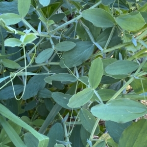 Lathyrus sp. at Queanbeyan East, NSW - 20 Aug 2022 04:17 PM