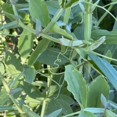 Lathyrus sp. at Queanbeyan East, NSW - 20 Aug 2022 04:17 PM