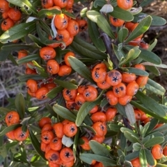 Pyracantha angustifolia (Firethorn, Orange Firethorn) at Queanbeyan East, NSW - 20 Aug 2022 by Steve_Bok
