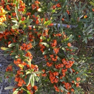 Pyracantha angustifolia at Queanbeyan East, NSW - 20 Aug 2022