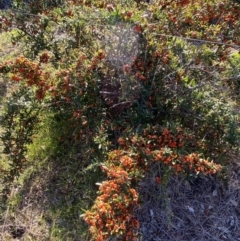 Pyracantha angustifolia at Queanbeyan East, NSW - 20 Aug 2022