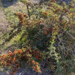 Pyracantha angustifolia at Queanbeyan East, NSW - 20 Aug 2022