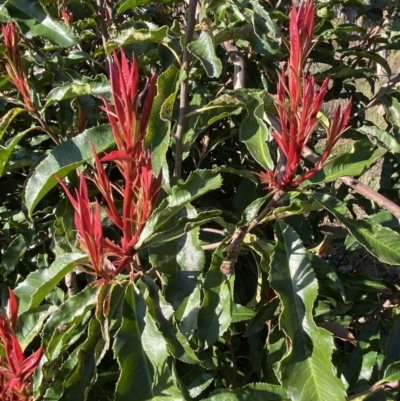 Photinia serratifolia (Chinese Photinia) at Queanbeyan East, NSW - 20 Aug 2022 by Steve_Bok