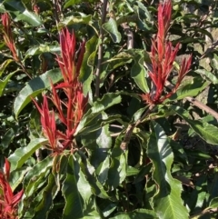 Photinia serratifolia (Chinese Photinia) at Queanbeyan East, NSW - 20 Aug 2022 by Steve_Bok