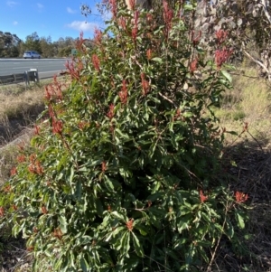 Photinia serratifolia at Queanbeyan East, NSW - 20 Aug 2022
