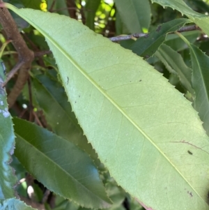 Photinia serratifolia at Queanbeyan East, NSW - 20 Aug 2022