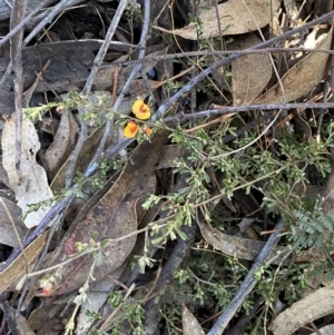 Pultenaea microphylla at Queanbeyan East, NSW - 20 Aug 2022