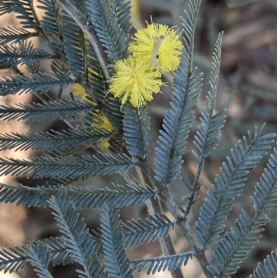 Acacia dealbata subsp. dealbata (Silver Wattle) at Queanbeyan East, NSW - 20 Aug 2022 by SteveBorkowskis