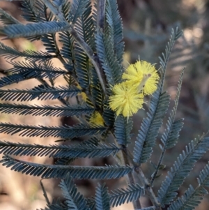 Acacia dealbata subsp. dealbata at Queanbeyan East, NSW - 20 Aug 2022