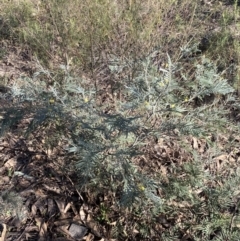 Acacia dealbata subsp. dealbata at Queanbeyan East, NSW - 20 Aug 2022 04:01 PM