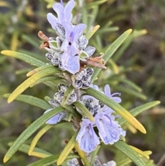 Rosmarinus officinalis (Rosemary) at Queanbeyan East, NSW - 20 Aug 2022 by Steve_Bok