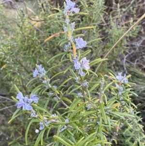 Rosmarinus officinalis at Queanbeyan East, NSW - 20 Aug 2022