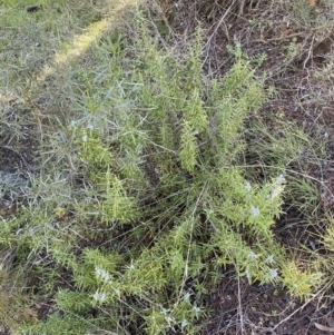 Rosmarinus officinalis at Queanbeyan East, NSW - 20 Aug 2022