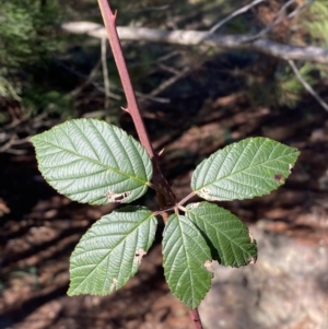 Rubus anglocandicans at Queanbeyan East, NSW - 20 Aug 2022