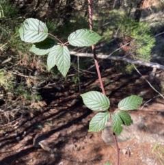 Rubus anglocandicans at Queanbeyan East, NSW - 20 Aug 2022