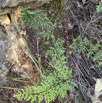 Cheilanthes sieberi subsp. sieberi (Mulga Rock Fern) at Queanbeyan East, NSW - 20 Aug 2022 by Steve_Bok