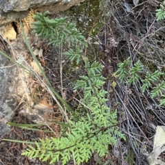 Cheilanthes sieberi subsp. sieberi (Narrow Rock Fern) at Queanbeyan East, NSW - 20 Aug 2022 by Steve_Bok