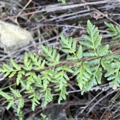 Cheilanthes sieberi subsp. sieberi at Queanbeyan East, NSW - 20 Aug 2022