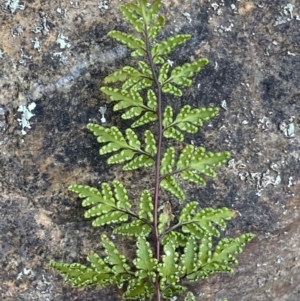 Cheilanthes sieberi subsp. sieberi at Queanbeyan East, NSW - 20 Aug 2022 03:48 PM