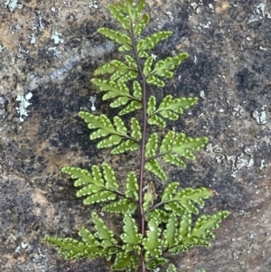 Cheilanthes sieberi subsp. sieberi at Queanbeyan East, NSW - 20 Aug 2022