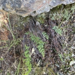 Cheilanthes sieberi subsp. sieberi at Queanbeyan East, NSW - 20 Aug 2022