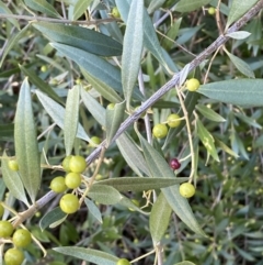Olea europaea subsp. cuspidata (African Olive) at Queanbeyan East, NSW - 20 Aug 2022 by SteveBorkowskis