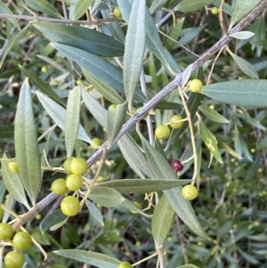 Olea europaea subsp. cuspidata at Queanbeyan East, NSW - 20 Aug 2022
