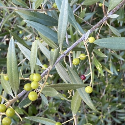 Olea europaea subsp. cuspidata (African Olive) at QPRC LGA - 20 Aug 2022 by Steve_Bok