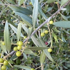 Olea europaea subsp. cuspidata (African Olive) at Queanbeyan East, NSW - 20 Aug 2022 by Steve_Bok