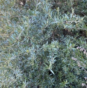 Olea europaea subsp. cuspidata at Queanbeyan East, NSW - 20 Aug 2022