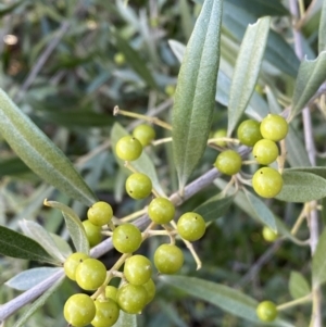 Olea europaea subsp. cuspidata at Queanbeyan East, NSW - 20 Aug 2022