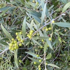 Olea europaea subsp. cuspidata at Queanbeyan East, NSW - 20 Aug 2022