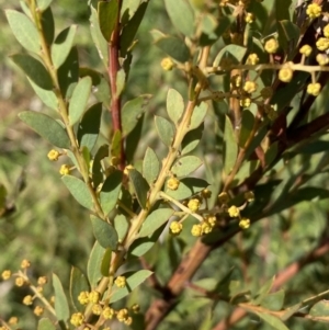 Acacia buxifolia subsp. buxifolia at Queanbeyan East, NSW - 20 Aug 2022