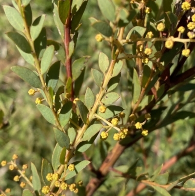 Acacia buxifolia subsp. buxifolia (Box-leaf Wattle) at Queanbeyan East, NSW - 20 Aug 2022 by SteveBorkowskis