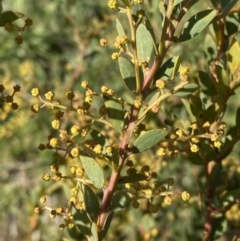 Acacia buxifolia subsp. buxifolia at Queanbeyan East, NSW - 20 Aug 2022