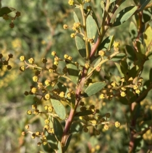 Acacia buxifolia subsp. buxifolia at Queanbeyan East, NSW - 20 Aug 2022 03:20 PM