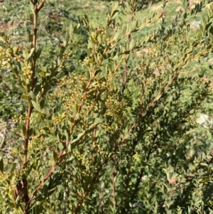 Acacia buxifolia subsp. buxifolia at Queanbeyan East, NSW - 20 Aug 2022