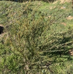 Acacia buxifolia subsp. buxifolia at Queanbeyan East, NSW - 20 Aug 2022