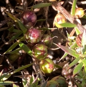 Styphelia humifusum at Queanbeyan East, NSW - 20 Aug 2022