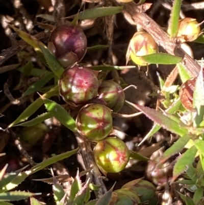 Styphelia humifusum (Cranberry Heath) at Queanbeyan East, NSW - 20 Aug 2022 by SteveBorkowskis