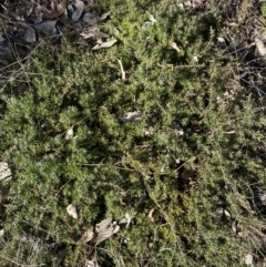 Styphelia humifusum at Queanbeyan East, NSW - 20 Aug 2022