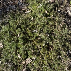 Styphelia humifusum at Queanbeyan East, NSW - 20 Aug 2022