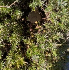 Styphelia humifusum at Queanbeyan East, NSW - 20 Aug 2022