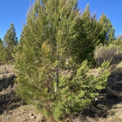 Callitris endlicheri (Black Cypress Pine) at QPRC LGA - 20 Aug 2022 by Steve_Bok