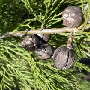 Callitris endlicheri at Queanbeyan East, NSW - 20 Aug 2022