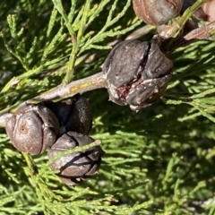 Callitris endlicheri at Queanbeyan East, NSW - 20 Aug 2022 03:11 PM