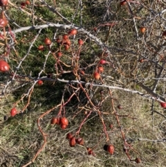 Rosa rubiginosa at Queanbeyan East, NSW - 20 Aug 2022